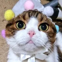 まっこい